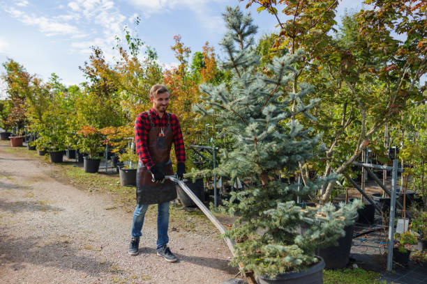 How Our Tree Care Process Works  in  Shannon, GA